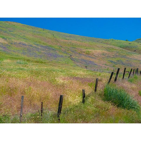 USA-Washington State-Palouse with hillside of vetch Black Modern Wood Framed Art Print by Gulin, Sylvia