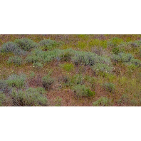 USA-Washington State-Palouse-Colfax and field of sagebrush Black Modern Wood Framed Art Print by Gulin, Sylvia
