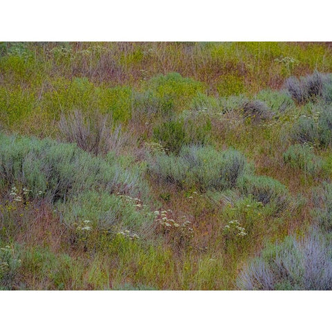 USA-Washington State-Palouse-Colfax and field of sagebrush Black Modern Wood Framed Art Print with Double Matting by Gulin, Sylvia