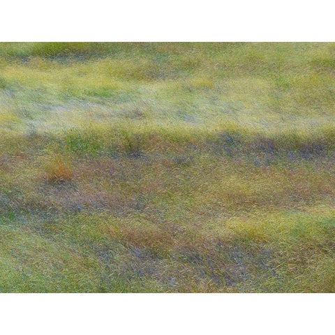 USA-Washington State-Eastern Washington field of wildflowers near Winona Black Modern Wood Framed Art Print by Gulin, Sylvia