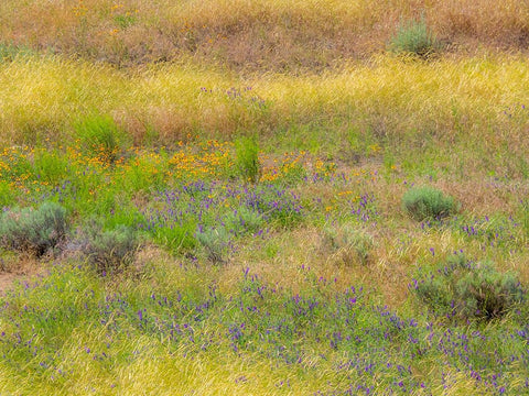 USA-Washington State-Eastern Washington field of wildflowers near Winona White Modern Wood Framed Art Print with Double Matting by Gulin, Sylvia