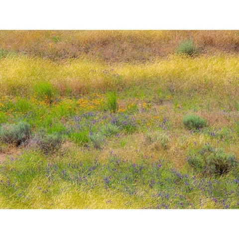 USA-Washington State-Eastern Washington field of wildflowers near Winona Black Modern Wood Framed Art Print by Gulin, Sylvia