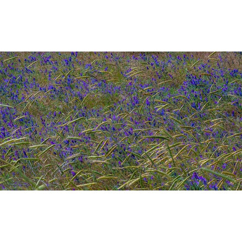 USA-Washington State-Benge Purple vetch in field Gold Ornate Wood Framed Art Print with Double Matting by Gulin, Sylvia