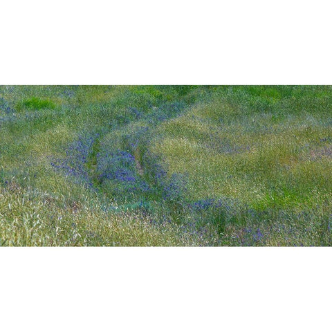 USA-Washington State-Benge Purple vetch in field Black Modern Wood Framed Art Print by Gulin, Sylvia