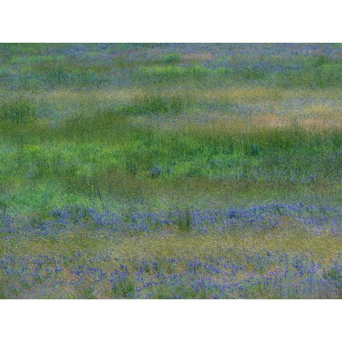 USA-Washington State-Benge Purple vetch in field Black Modern Wood Framed Art Print by Gulin, Sylvia