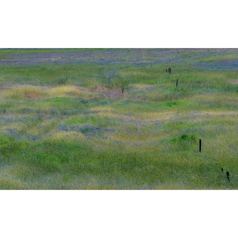 USA-Washington State-Benge Purple vetch in field Black Modern Wood Framed Art Print by Gulin, Sylvia