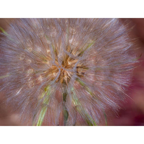 USA-Washington State-Eastern Washington fluffy seed head of Salsify dandelion Black Modern Wood Framed Art Print with Double Matting by Gulin, Sylvia