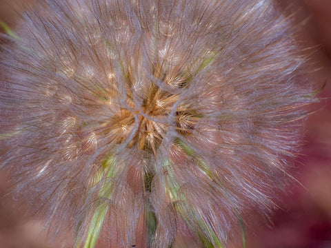USA-Washington State-Eastern Washington fluffy seed head of Salsify dandelion White Modern Wood Framed Art Print with Double Matting by Gulin, Sylvia