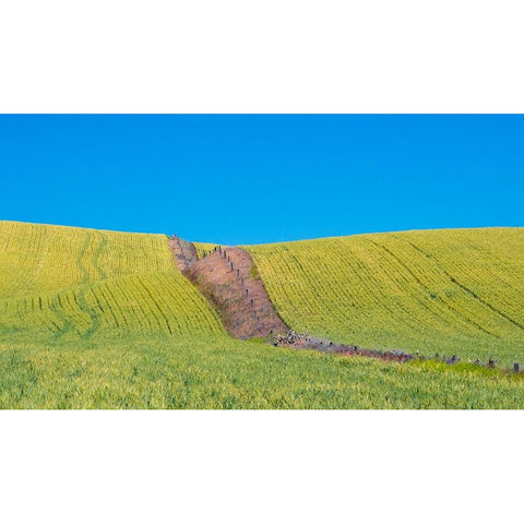 USA-Washington State-Winona winter wheat with fence line running through middle of field White Modern Wood Framed Art Print by Gulin, Sylvia
