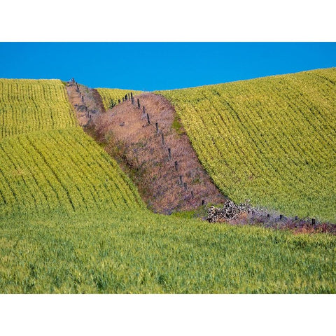 USA-Washington State-Winona winter wheat with fence line running through middle of field Gold Ornate Wood Framed Art Print with Double Matting by Gulin, Sylvia