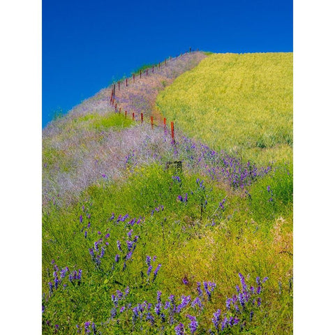 USA-Washington State-Winona winter wheat with fence line and foreground of vetch White Modern Wood Framed Art Print by Gulin, Sylvia