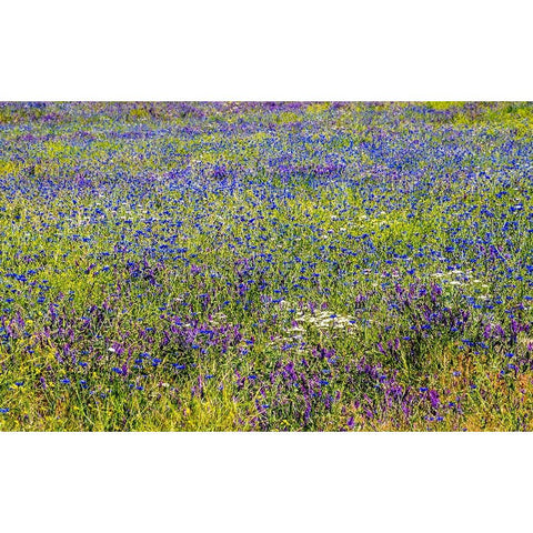 USA-Washington State-Palouse and field of blue bachelor buttons flowering Black Modern Wood Framed Art Print with Double Matting by Gulin, Sylvia