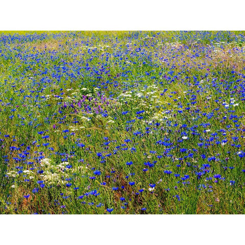 USA-Washington State-Palouse and field of blue bachelor buttons flowering Black Modern Wood Framed Art Print by Gulin, Sylvia