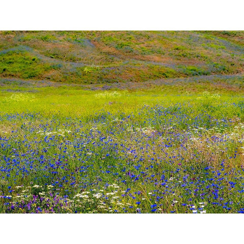 USA-Washington State-Palouse and field of blue bachelor buttons flowering White Modern Wood Framed Art Print by Gulin, Sylvia