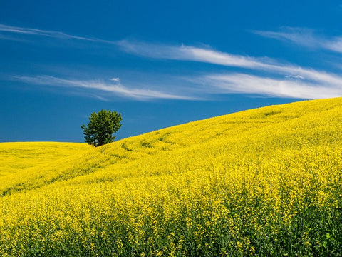 USA-Washington State-Palouse canola field with lone tree near Colfax Black Ornate Wood Framed Art Print with Double Matting by Gulin, Sylvia