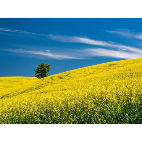 USA-Washington State-Palouse canola field with lone tree near Colfax Black Modern Wood Framed Art Print by Gulin, Sylvia