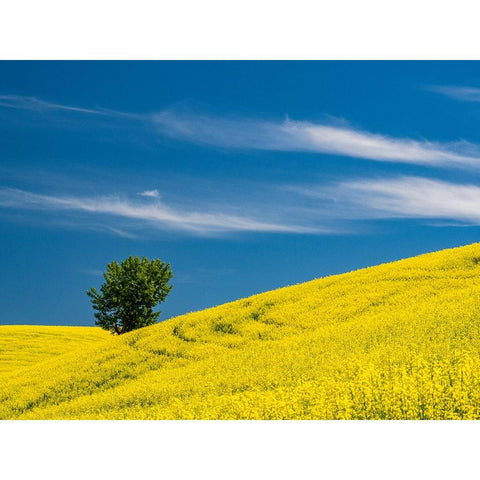 USA-Washington State-Palouse canola field with lone tree near Colfax Black Modern Wood Framed Art Print with Double Matting by Gulin, Sylvia