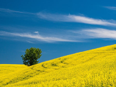 USA-Washington State-Palouse canola field with lone tree near Colfax Black Ornate Wood Framed Art Print with Double Matting by Gulin, Sylvia