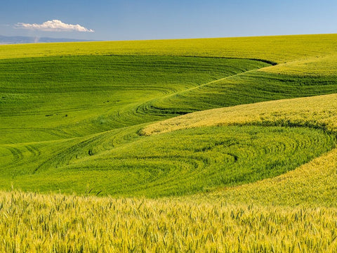 USA-Washington State-Palouse canola field with near Colfax Black Ornate Wood Framed Art Print with Double Matting by Gulin, Sylvia