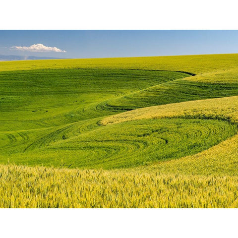USA-Washington State-Palouse canola field with near Colfax Gold Ornate Wood Framed Art Print with Double Matting by Gulin, Sylvia