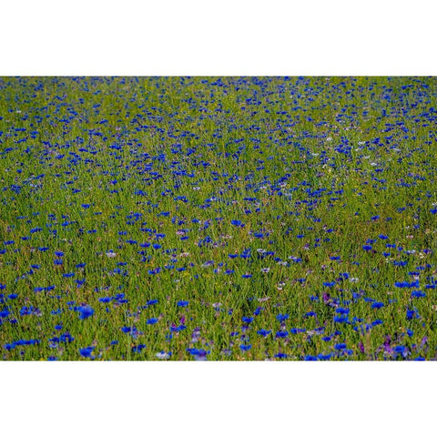 USA-Washington State-Palouse and field of blue bachelor buttons flowering Black Modern Wood Framed Art Print with Double Matting by Gulin, Sylvia