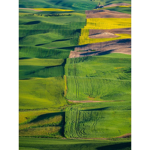USA-Washington State-Palouse and Steptoe Butte State Park view of Wheat and Canola Black Modern Wood Framed Art Print by Gulin, Sylvia