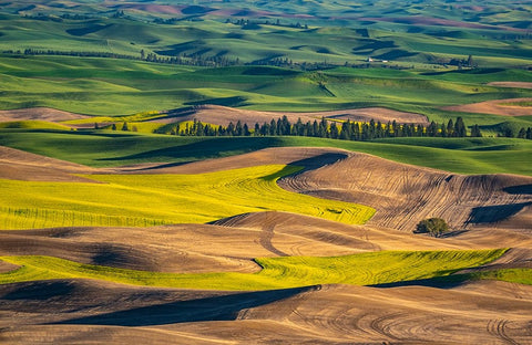 USA-Washington State-Palouse and Steptoe Butte State Park view of Wheat and Canola Black Ornate Wood Framed Art Print with Double Matting by Gulin, Sylvia
