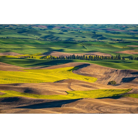 USA-Washington State-Palouse and Steptoe Butte State Park view of Wheat and Canola Black Modern Wood Framed Art Print by Gulin, Sylvia