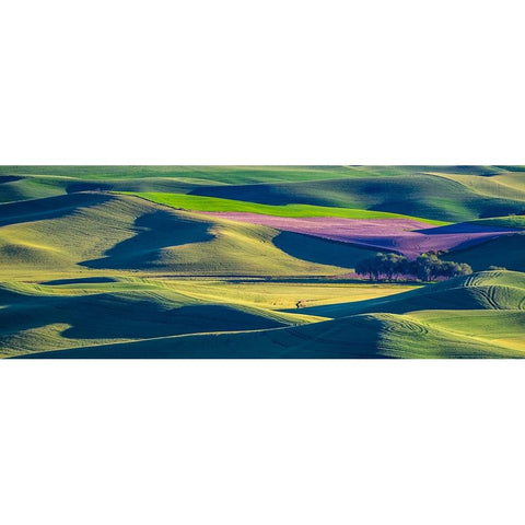 USA-Washington State-Palouse and Steptoe Butte State Park view of Wheat and Canola Black Modern Wood Framed Art Print with Double Matting by Gulin, Sylvia