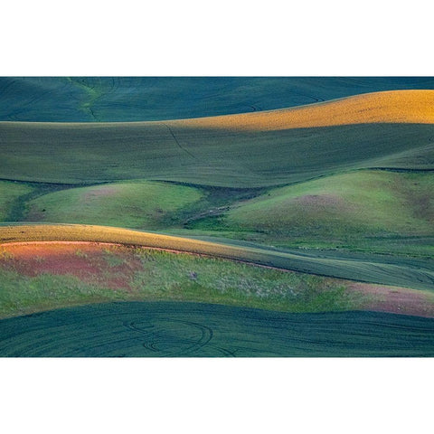 USA-Washington State-Palouse and Steptoe Butte State Park view of Wheat fields last light White Modern Wood Framed Art Print by Gulin, Sylvia