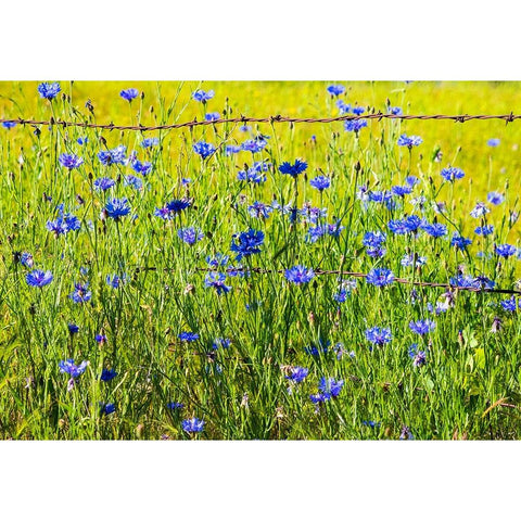 USA-Washington State-Palouse and field of blue bachelor buttons flowering Black Modern Wood Framed Art Print by Gulin, Sylvia