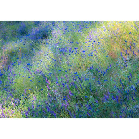 USA-Washington State-Palouse and field of blue bachelor buttons flowering Black Modern Wood Framed Art Print by Gulin, Sylvia