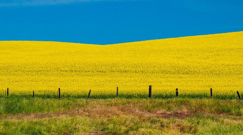 USA-Washington State-Palouse and springtime crop of Canola White Modern Wood Framed Art Print with Double Matting by Gulin, Sylvia