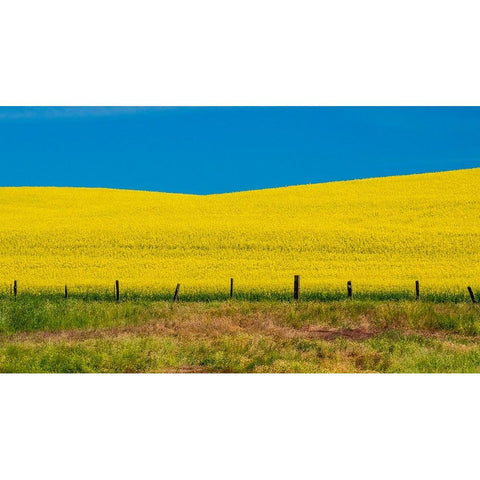 USA-Washington State-Palouse and springtime crop of Canola Black Modern Wood Framed Art Print by Gulin, Sylvia