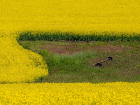 USA-Washington State-Palouse and springtime crop of Canola White Modern Wood Framed Art Print with Double Matting by Gulin, Sylvia