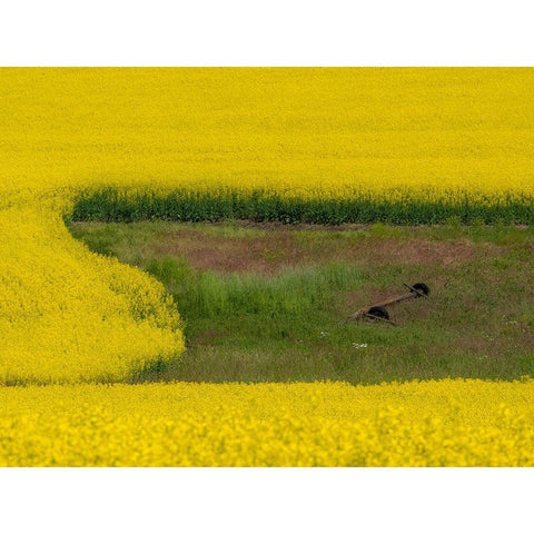 USA-Washington State-Palouse and springtime crop of Canola Black Modern Wood Framed Art Print by Gulin, Sylvia