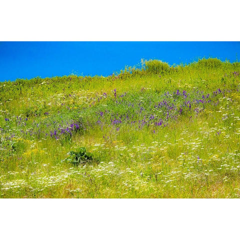 USA-Washington State-Palouse grass fields that were not being farmed Black Modern Wood Framed Art Print by Gulin, Sylvia