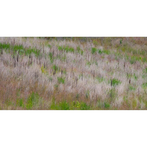 USA-Washington State-Palouse grass fields that were not being farmed White Modern Wood Framed Art Print by Gulin, Sylvia