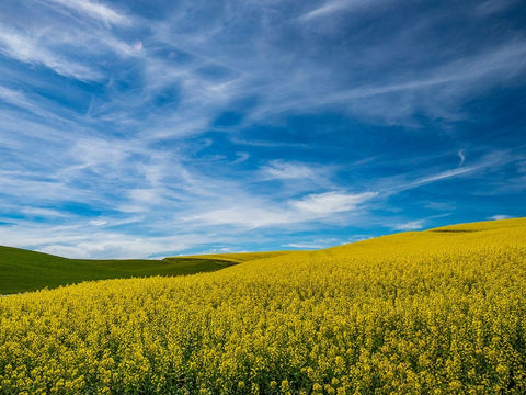 USA-Washington State-Palouse and springtime crop of Canola Black Ornate Wood Framed Art Print with Double Matting by Gulin, Sylvia