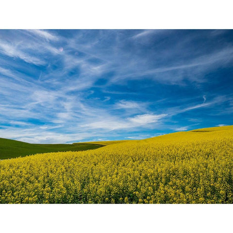 USA-Washington State-Palouse and springtime crop of Canola White Modern Wood Framed Art Print by Gulin, Sylvia