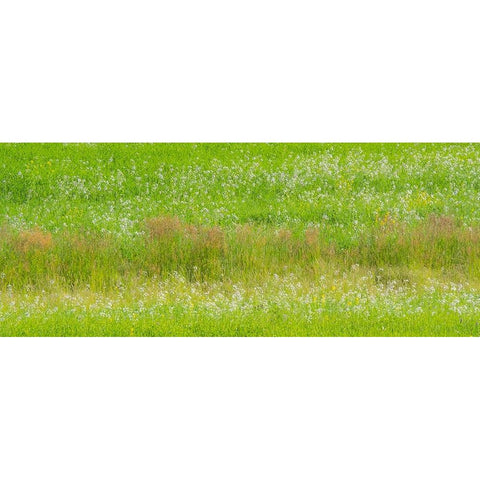 USA-Washington State-Palouse grass fields that were not being farmed Black Modern Wood Framed Art Print with Double Matting by Gulin, Sylvia