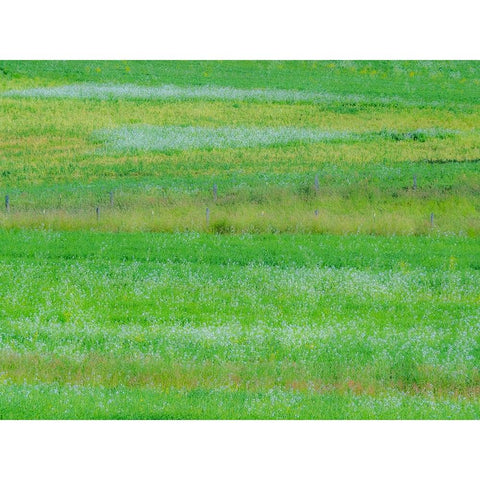 USA-Washington State-Palouse grass fields that were not being farmed Black Modern Wood Framed Art Print by Gulin, Sylvia