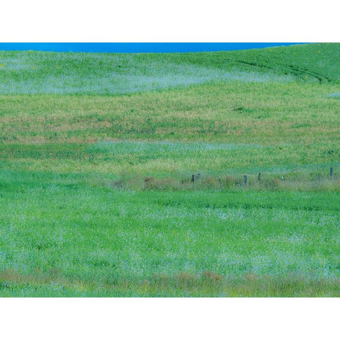 USA-Washington State-Palouse grass fields that were not being farmed Black Modern Wood Framed Art Print by Gulin, Sylvia
