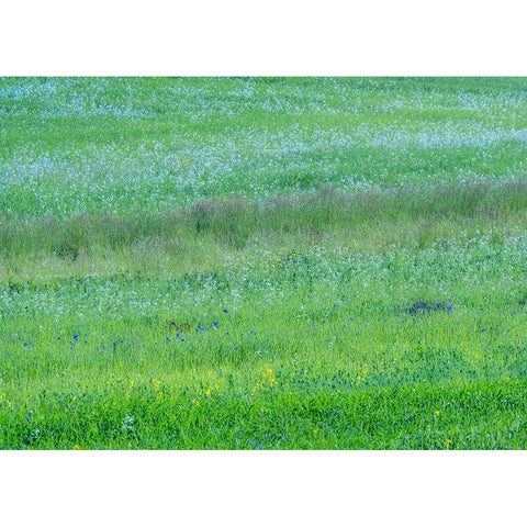 USA-Washington State-Palouse grass fields that were not being farmed Black Modern Wood Framed Art Print by Gulin, Sylvia