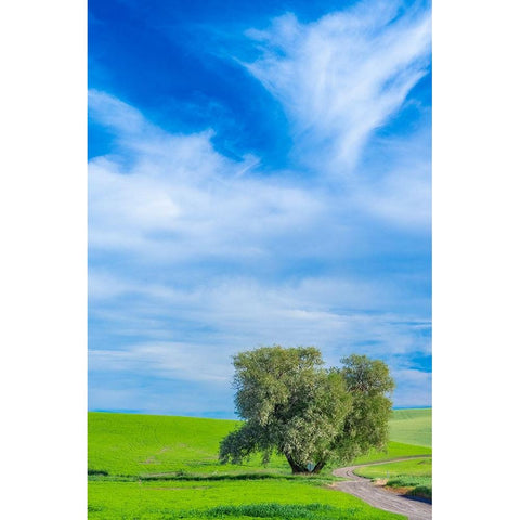 USA-Washington State-Palouse with wheat fields and lone Cottonwood tree Black Modern Wood Framed Art Print with Double Matting by Gulin, Sylvia