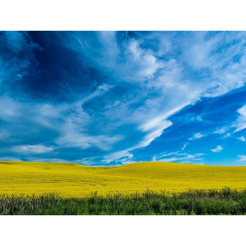 USA-Washington State-Palouse and springtime crop of Canola Black Modern Wood Framed Art Print by Gulin, Sylvia
