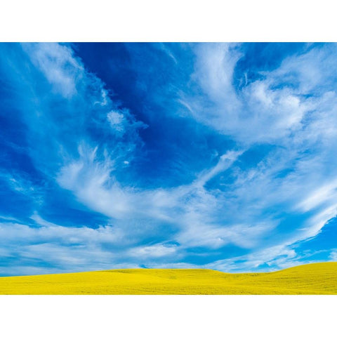USA-Washington State-Palouse and springtime crop of Canola Black Modern Wood Framed Art Print by Gulin, Sylvia