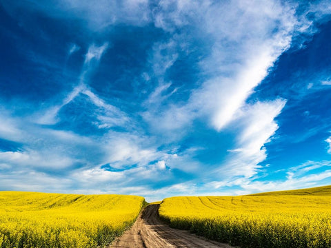 USA-Washington State-Palouse canola fields in yellow with dirt road Black Ornate Wood Framed Art Print with Double Matting by Gulin, Sylvia