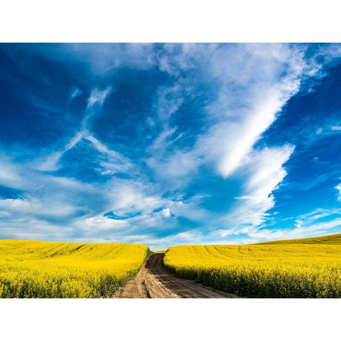 USA-Washington State-Palouse canola fields in yellow with dirt road Gold Ornate Wood Framed Art Print with Double Matting by Gulin, Sylvia
