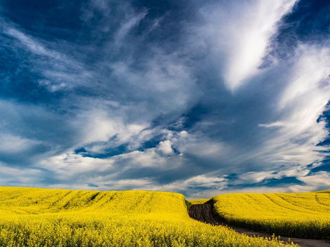USA-Washington State-Palouse canola fields in yellow with dirt road White Modern Wood Framed Art Print with Double Matting by Gulin, Sylvia